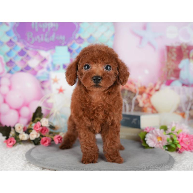 販売中の埼玉県のトイプードル-439273の5枚目