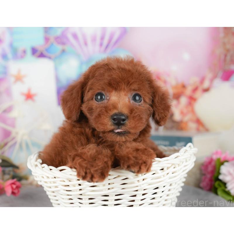 販売中の埼玉県のトイプードル-439273の4枚目