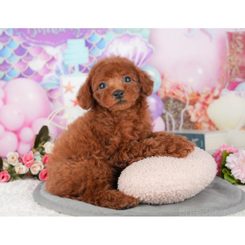 販売中の埼玉県のトイプードル-439273の3枚目