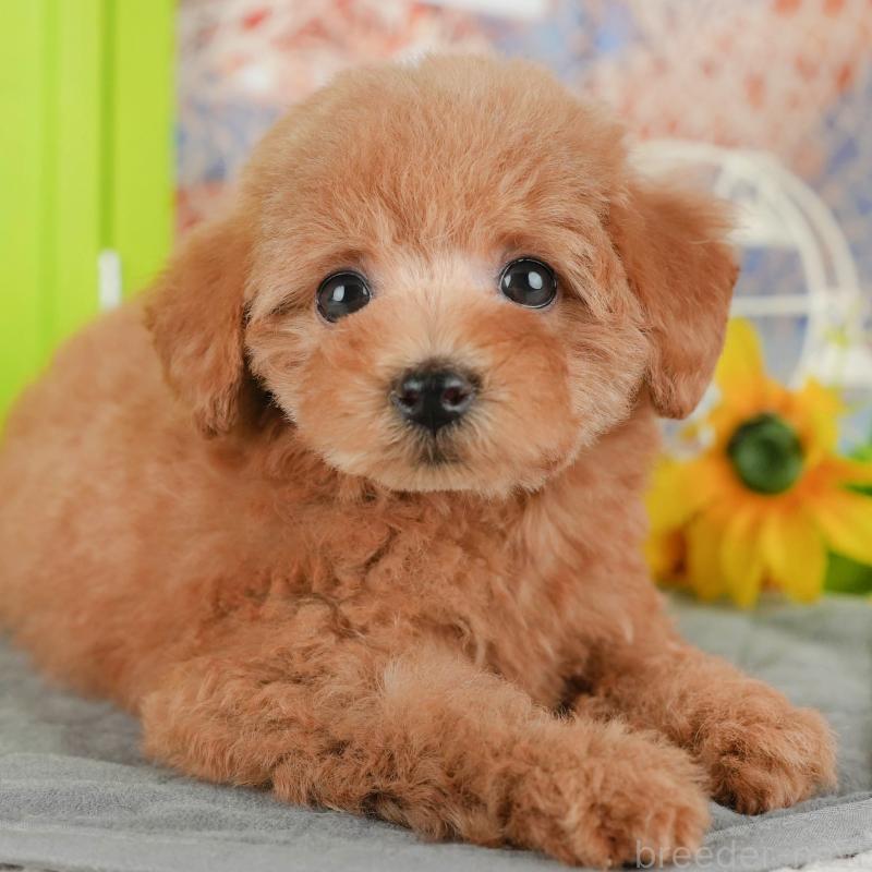 販売中の埼玉県のトイプードル-439276の1枚目