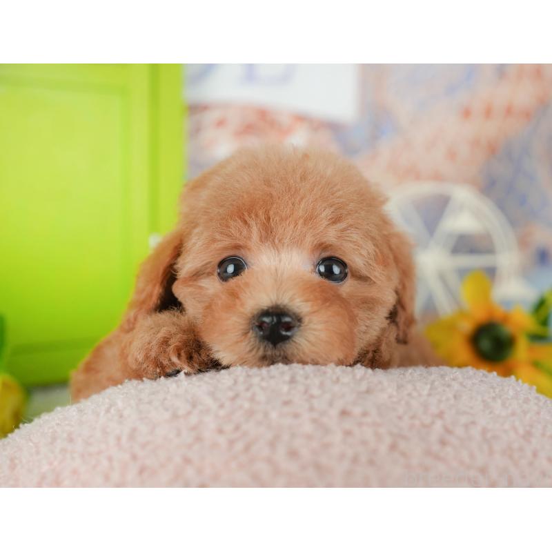 販売中の埼玉県のトイプードル-439276の10枚目