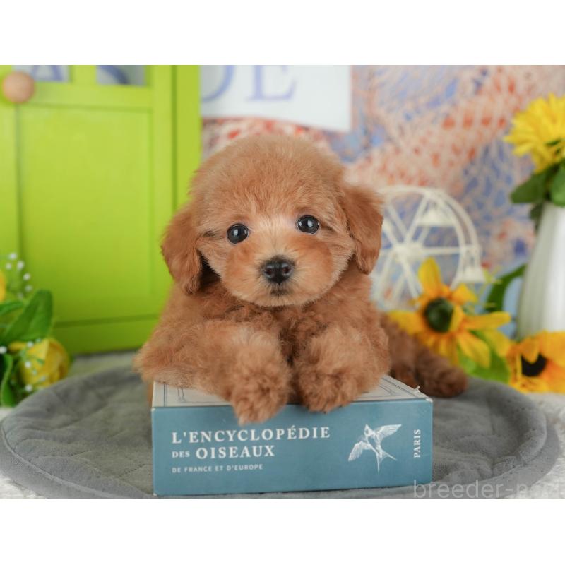 販売中の埼玉県のトイプードル-439276の9枚目