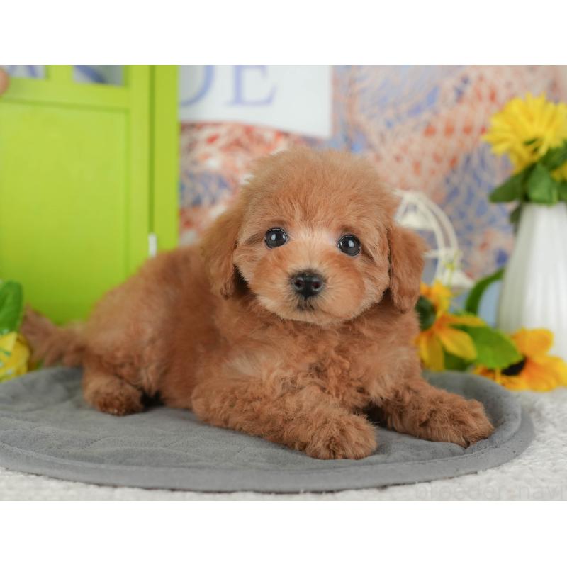 販売中の埼玉県のトイプードル-439276の8枚目