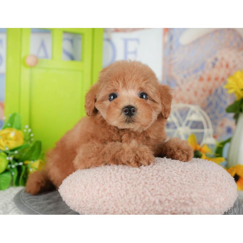 販売中の埼玉県のトイプードル-439276の6枚目