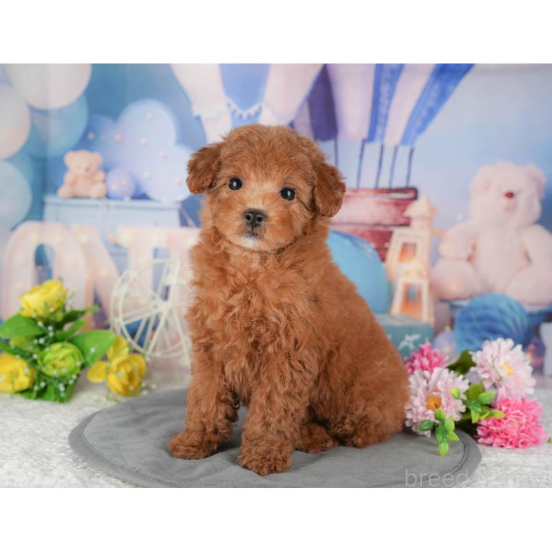 販売中の埼玉県のトイプードル-439114の6枚目