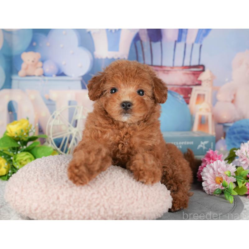 販売中の埼玉県のトイプードル-439114の3枚目