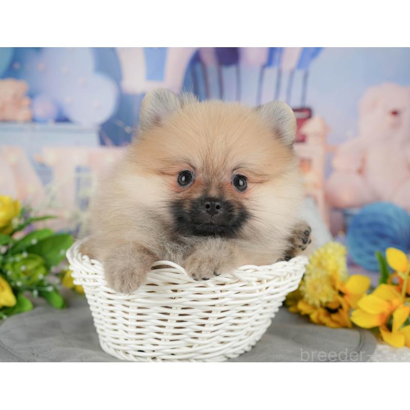 販売中の埼玉県のポメラニアン-439268の10枚目