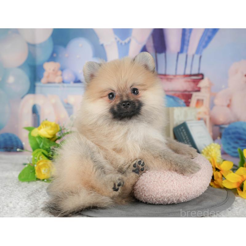 販売中の埼玉県のポメラニアン-439268の9枚目