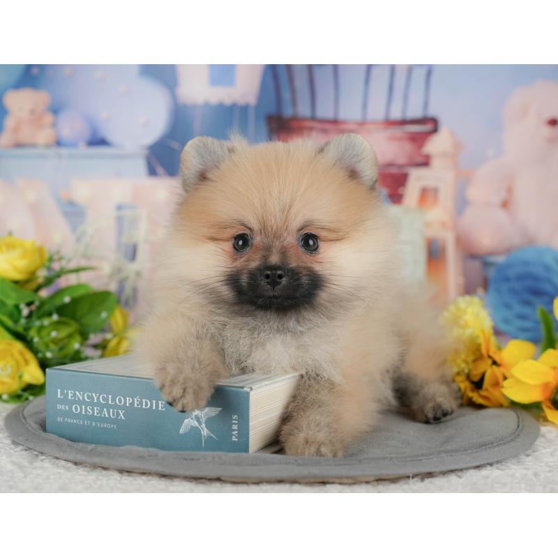 販売中の埼玉県のポメラニアン-439268の8枚目