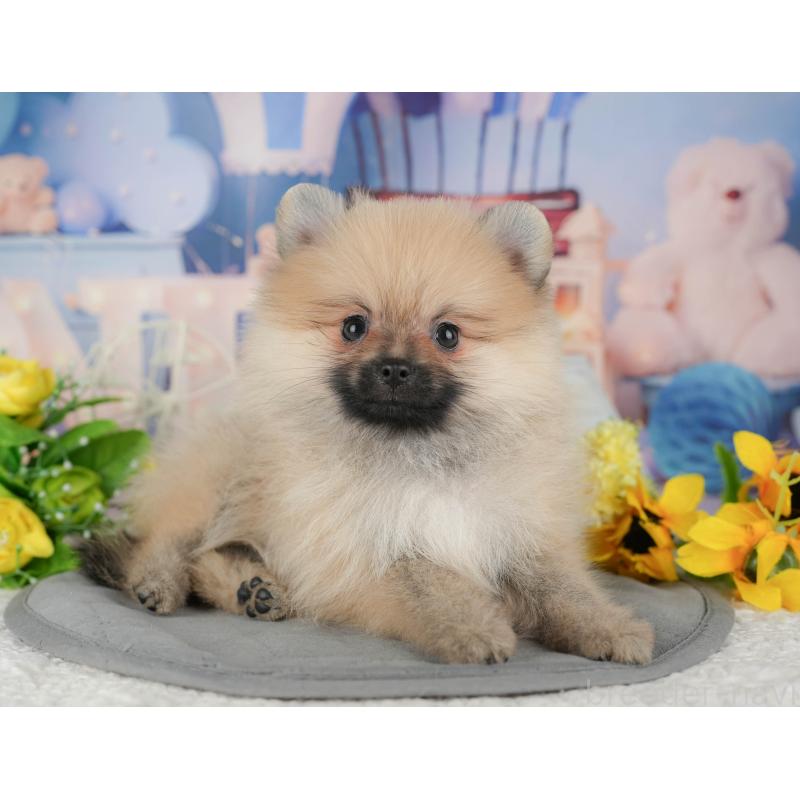 販売中の埼玉県のポメラニアン-439268の5枚目