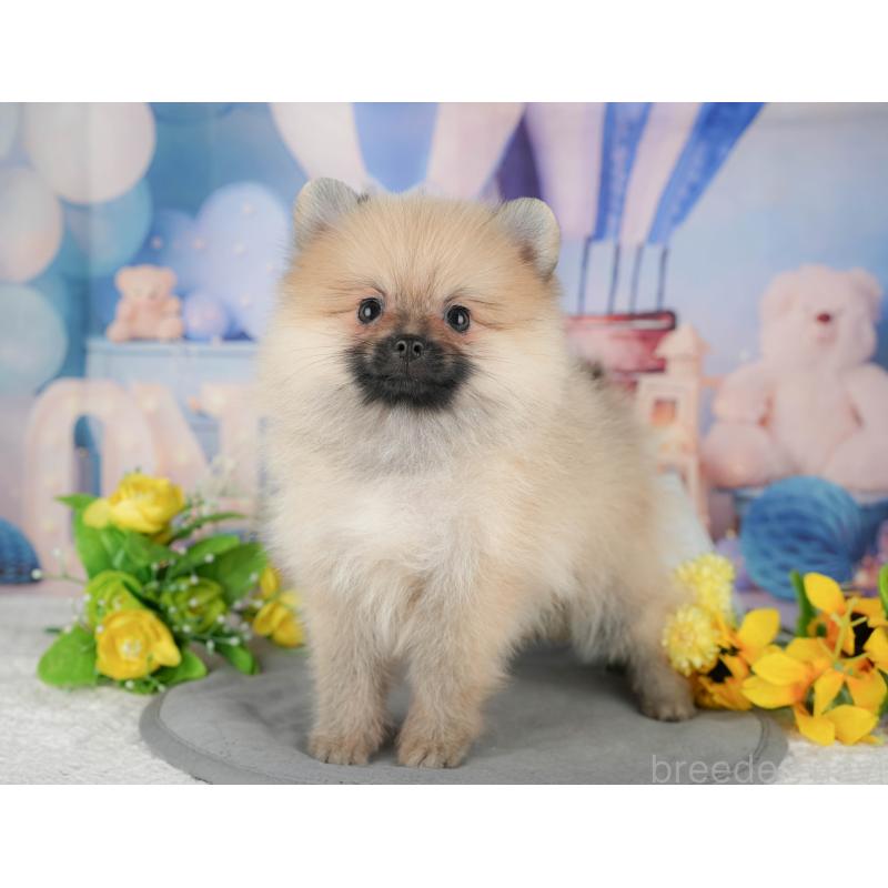 販売中の埼玉県のポメラニアン-439268の3枚目