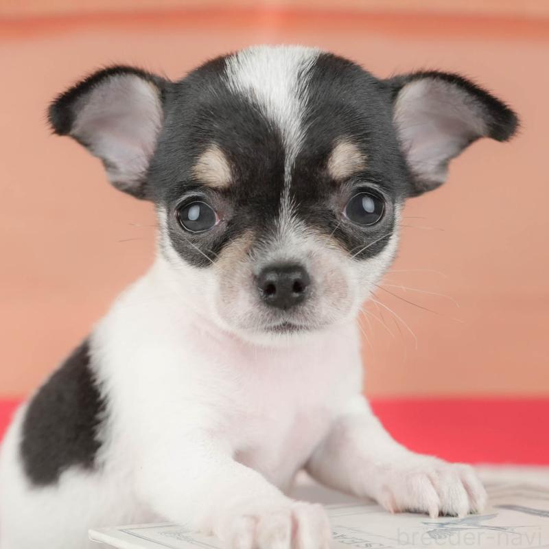 販売中の埼玉県のチワワ(スムースコート)-439280の1枚目