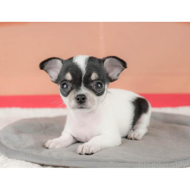 販売中の埼玉県のチワワ(スムースコート)-439280の10枚目