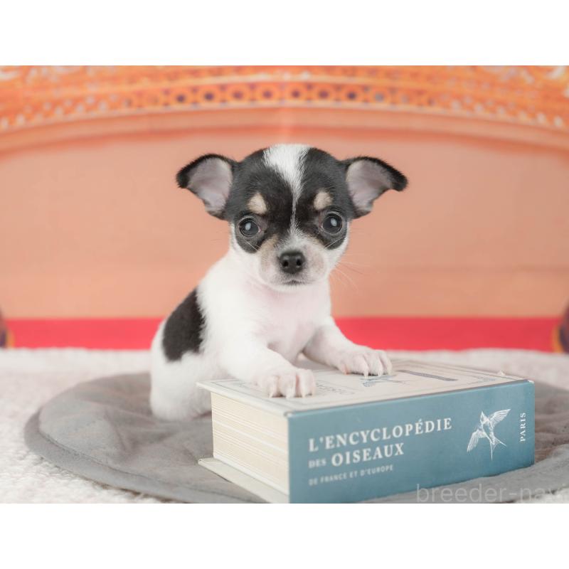 販売中の埼玉県のチワワ(スムースコート)-439280の3枚目