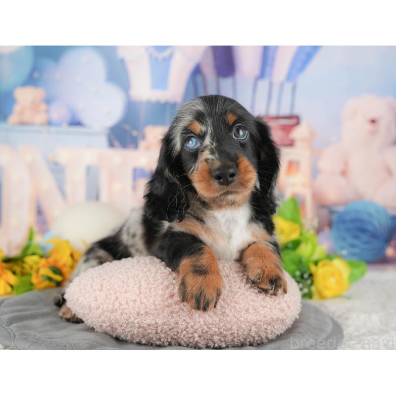 販売中の埼玉県のミニチュアダックスフンド(ロングヘアード)-439284の10枚目