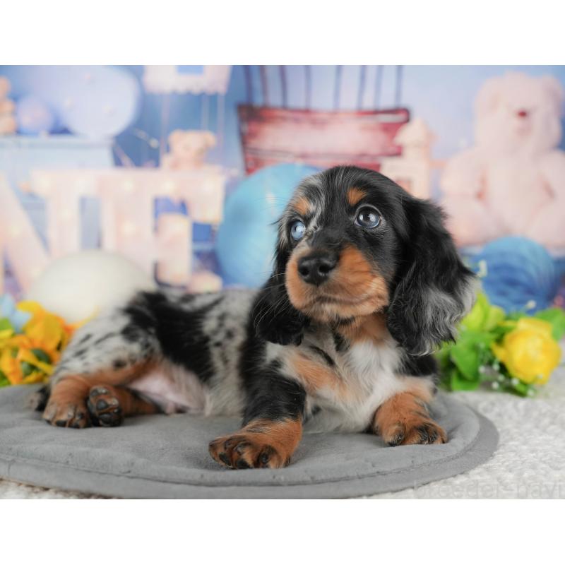 販売中の埼玉県のミニチュアダックスフンド(ロングヘアード)-439284の8枚目