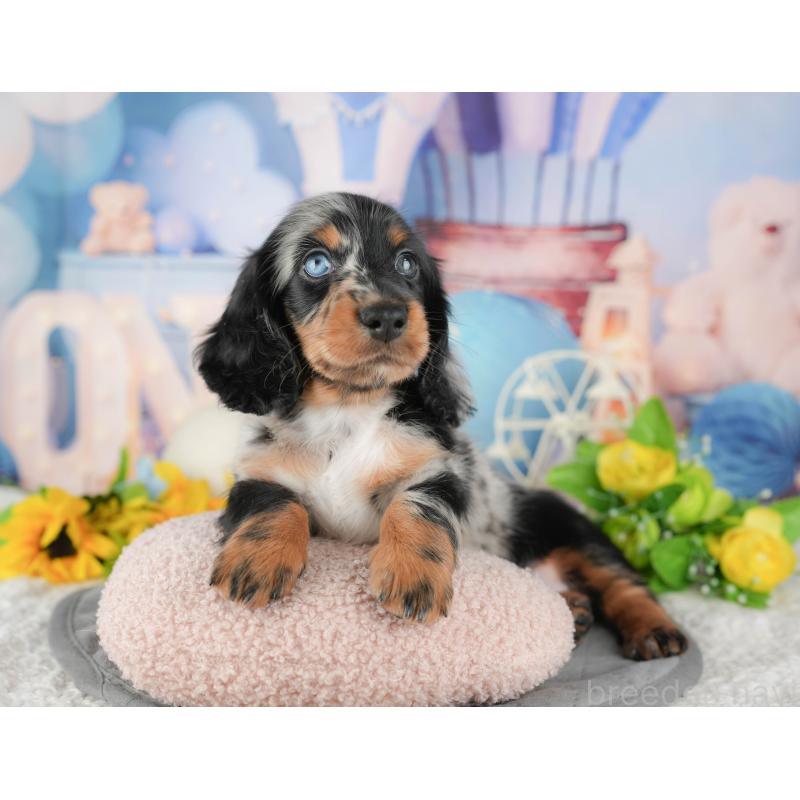 販売中の埼玉県のミニチュアダックスフンド(ロングヘアード)-439284の6枚目