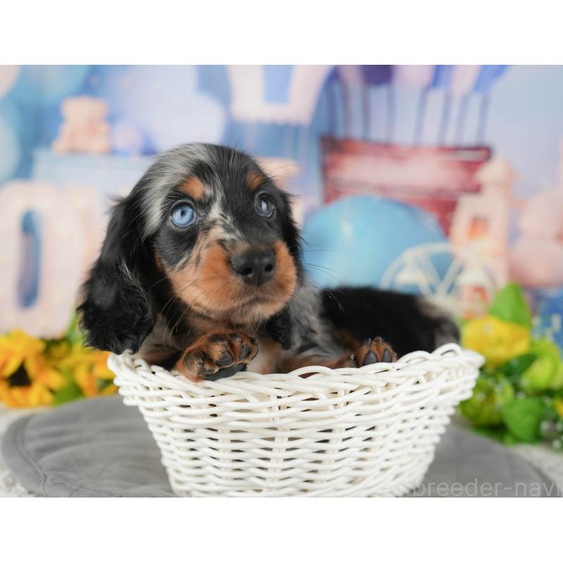 販売中の埼玉県のミニチュアダックスフンド(ロングヘアード)-439284の5枚目