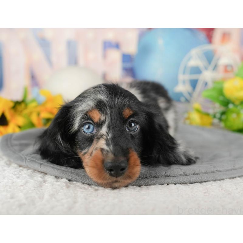 販売中の埼玉県のミニチュアダックスフンド(ロングヘアード)-439284の4枚目