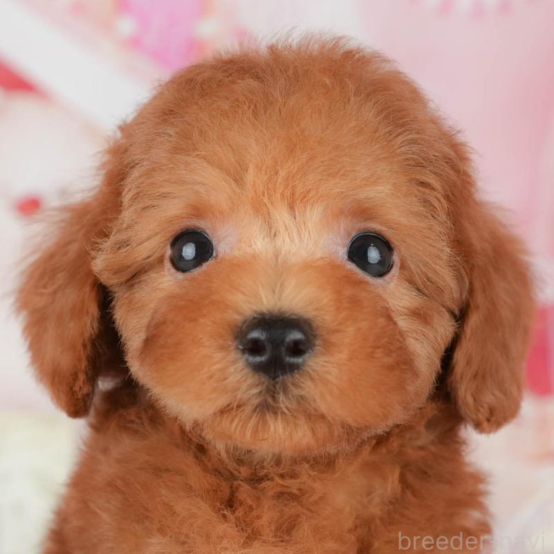 販売中の埼玉県のトイプードル-439281