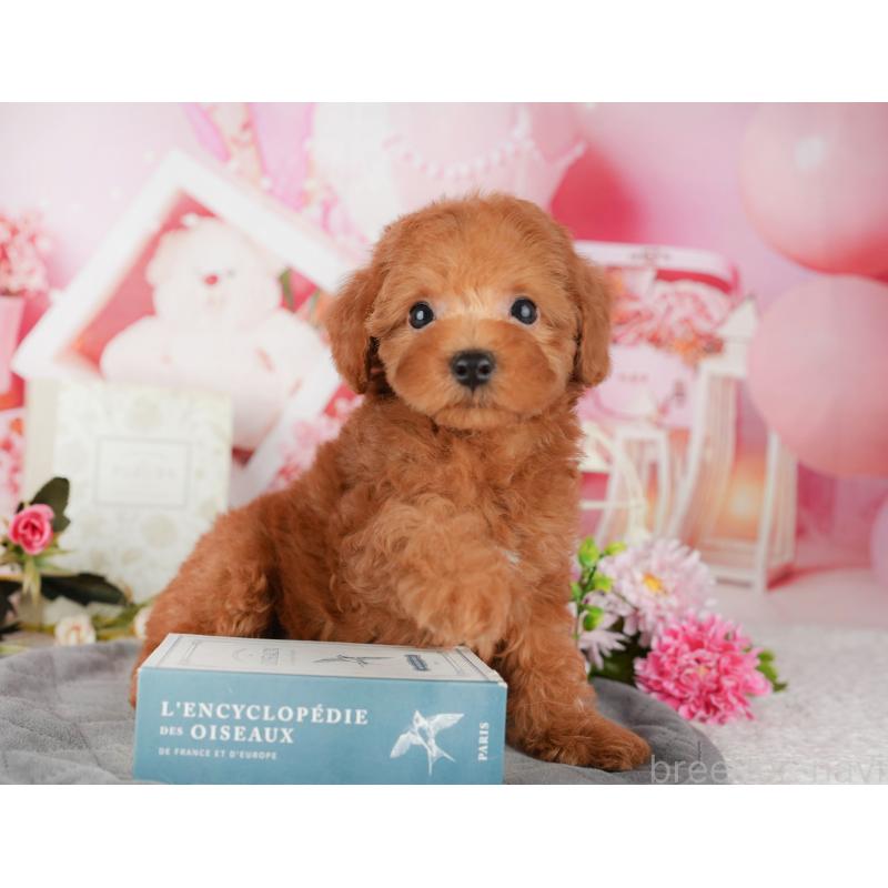 販売中の埼玉県のトイプードル-439281の9枚目