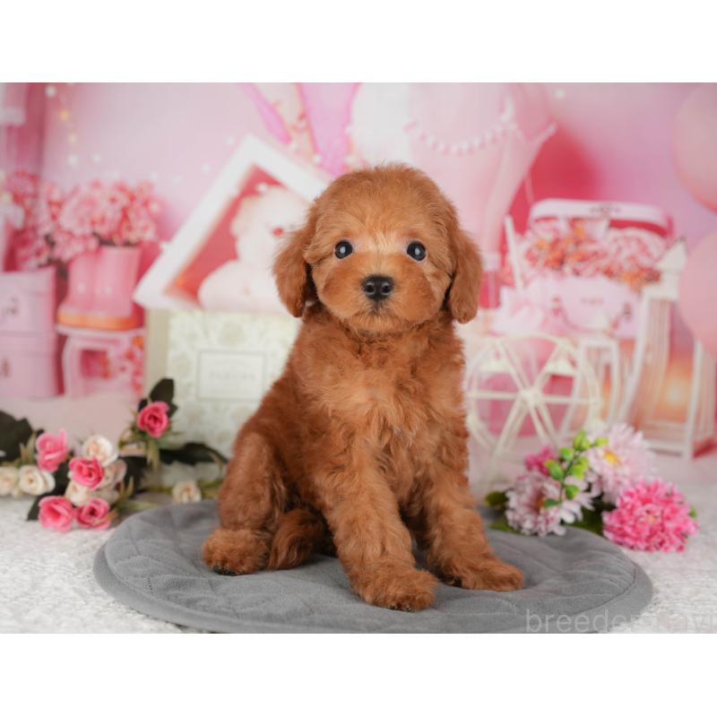 販売中の埼玉県のトイプードル-439281の5枚目