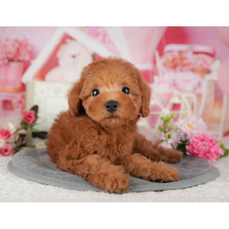 販売中の埼玉県のトイプードル-439281の4枚目