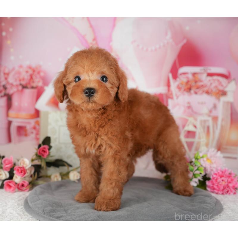 販売中の埼玉県のトイプードル-439281の3枚目