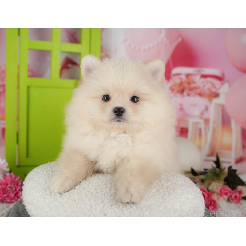 販売中の埼玉県のポメラニアン-439288の11枚目