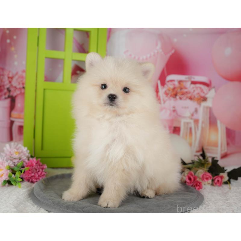 販売中の埼玉県のポメラニアン-439288の9枚目