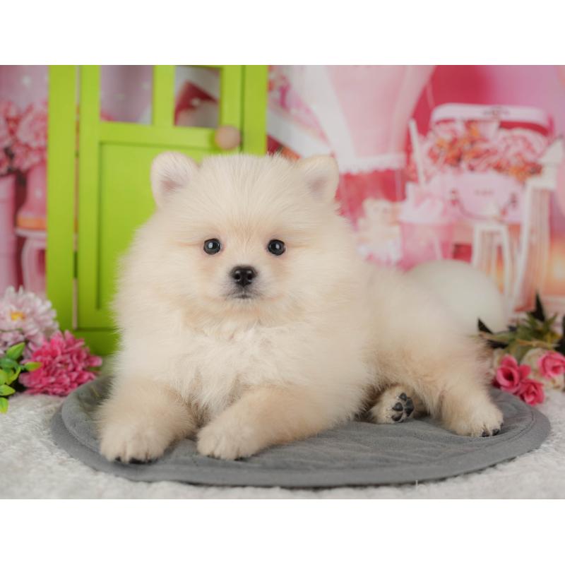 販売中の埼玉県のポメラニアン-439288の8枚目