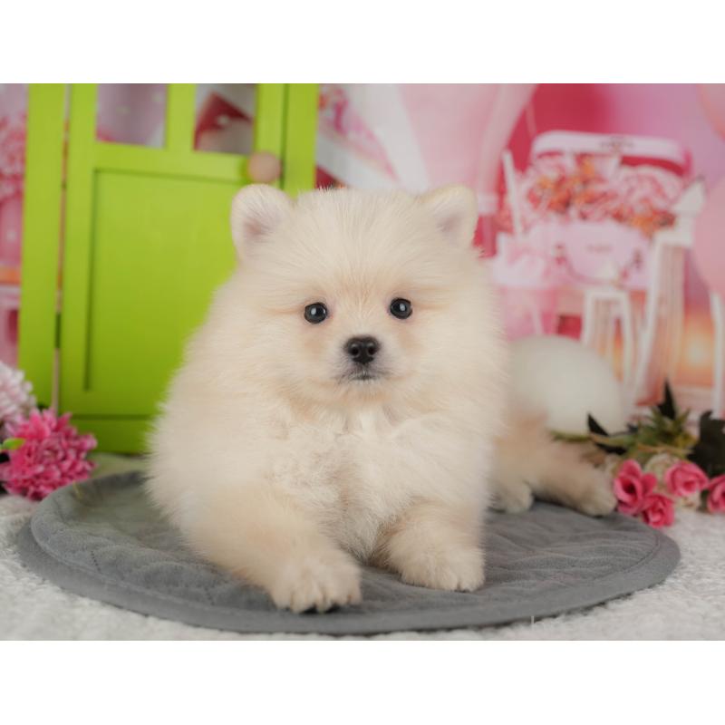 販売中の埼玉県のポメラニアン-439288の4枚目