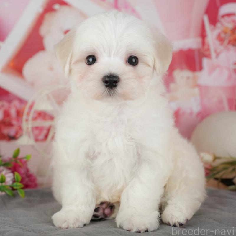 販売中の埼玉県のマルチーズ-439271の1枚目