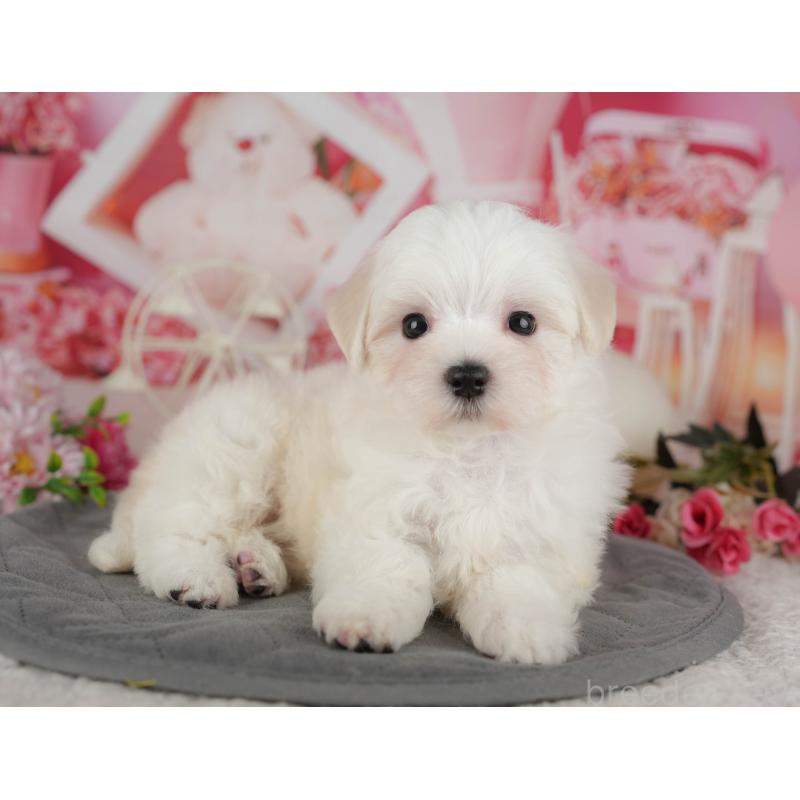 販売中の埼玉県のマルチーズ-439271の11枚目