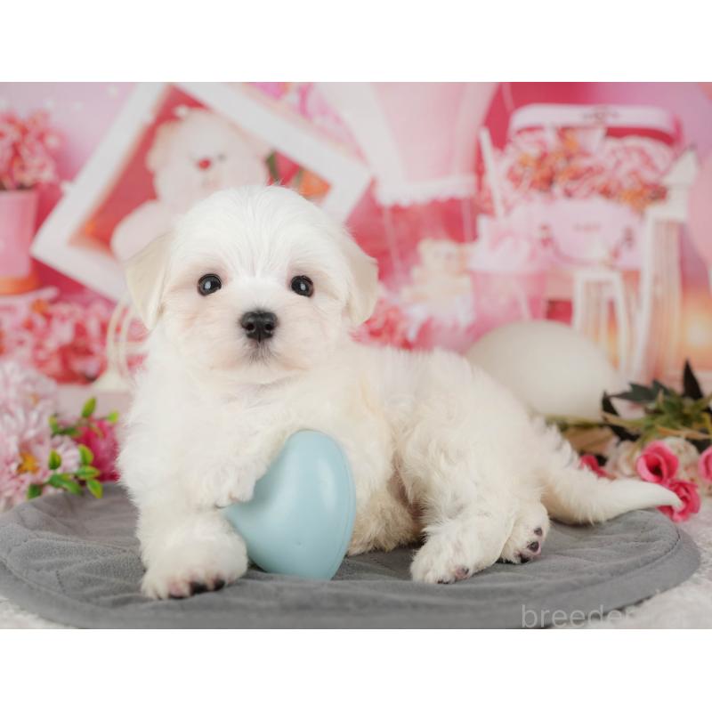 販売中の埼玉県のマルチーズ-439271の10枚目