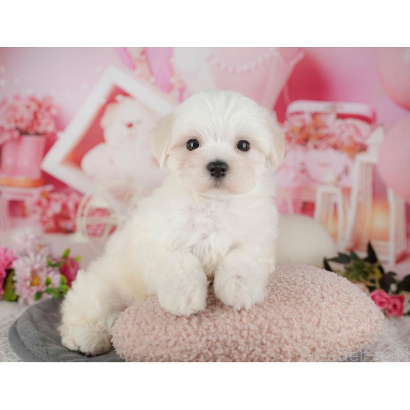 販売中の埼玉県のマルチーズ-439271の9枚目