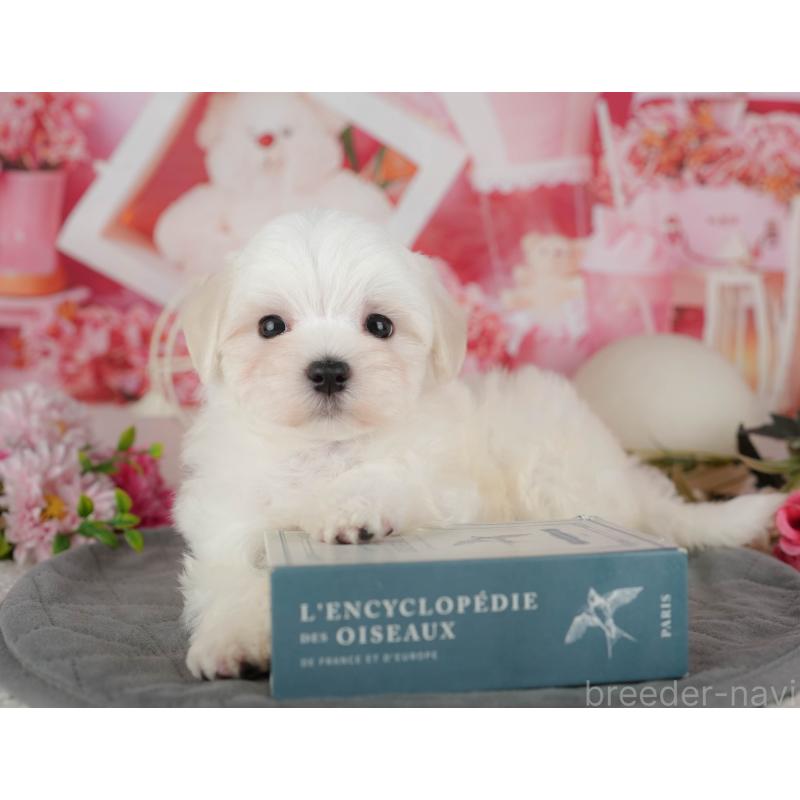 販売中の埼玉県のマルチーズ-439271の6枚目