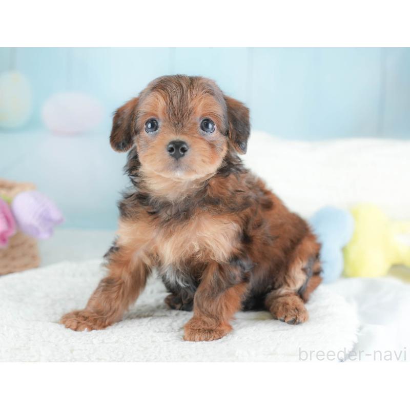 販売中の埼玉県のチワプー:チワワ×トイプードル-439302の10枚目