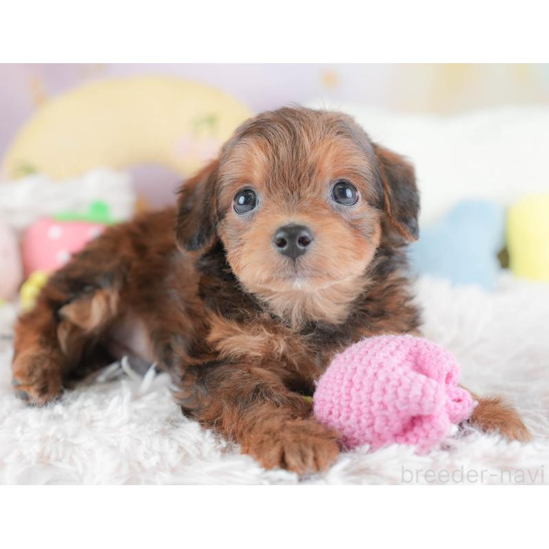 販売中の埼玉県のチワプー:チワワ×トイプードル-439302の9枚目