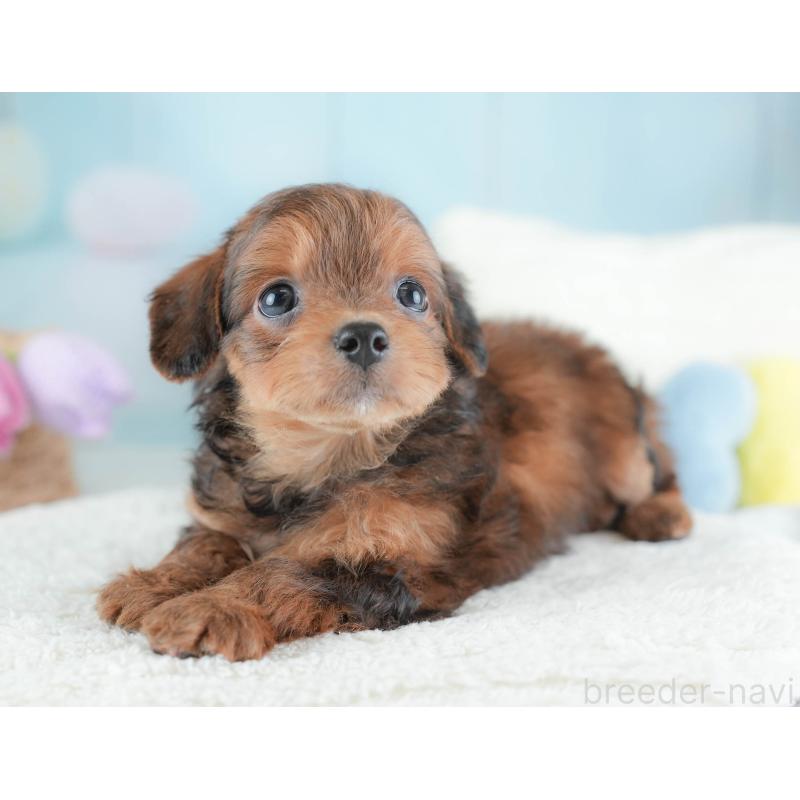 販売中の埼玉県のチワプー:チワワ×トイプードル-439302の8枚目