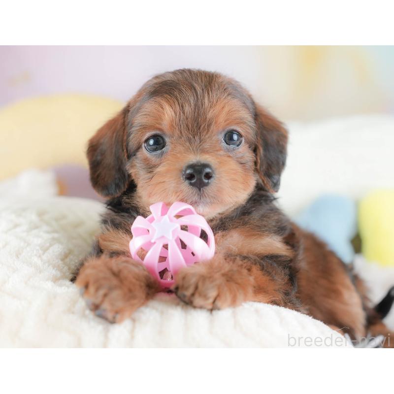 販売中の埼玉県のチワプー:チワワ×トイプードル-439302の5枚目