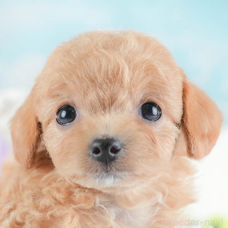 販売中の埼玉県のチワプー:チワワ×トイプードル-439110の1枚目