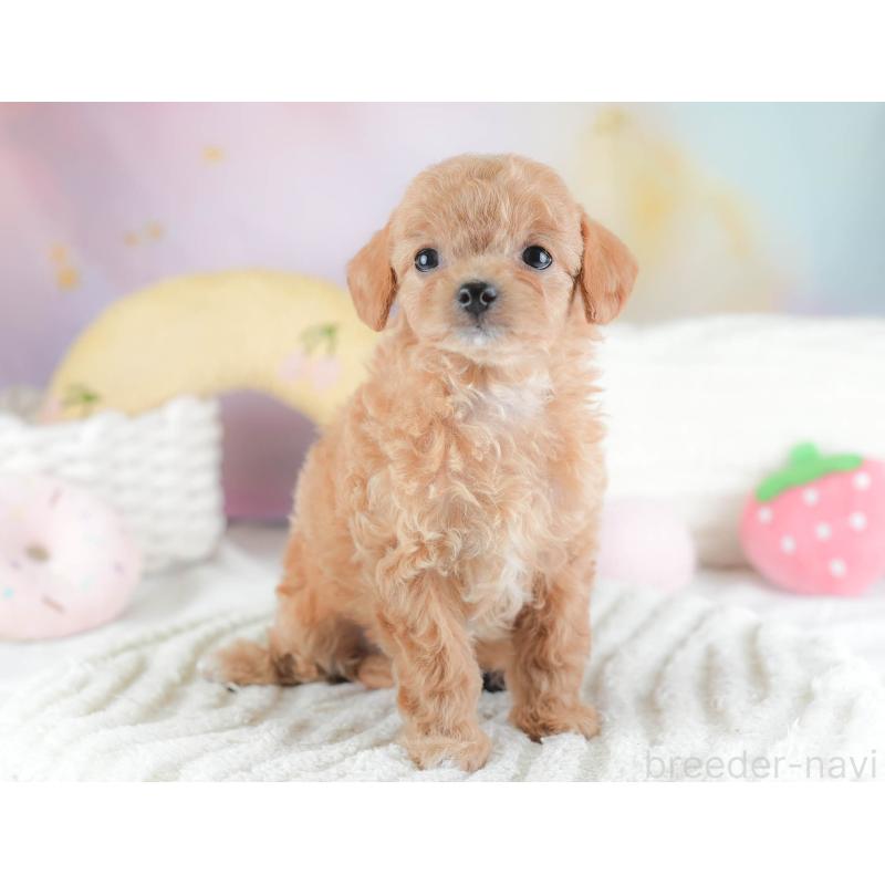 販売中の埼玉県のチワプー:チワワ×トイプードル-439110の10枚目