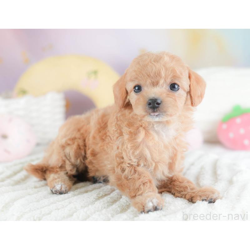 販売中の埼玉県のチワプー:チワワ×トイプードル-439110の9枚目