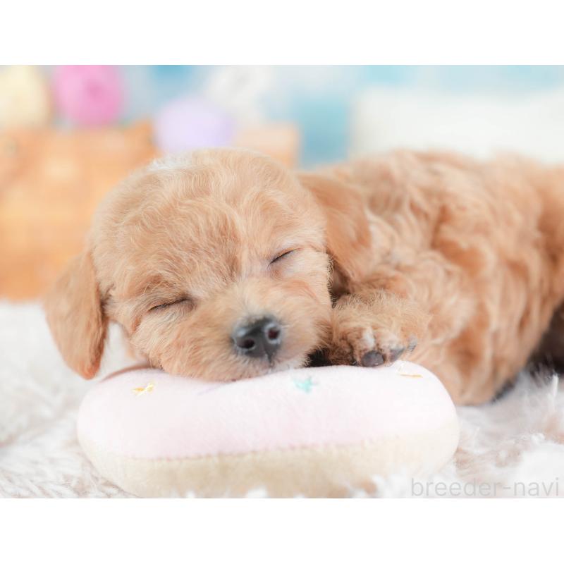 販売中の埼玉県のチワプー:チワワ×トイプードル-439110の8枚目