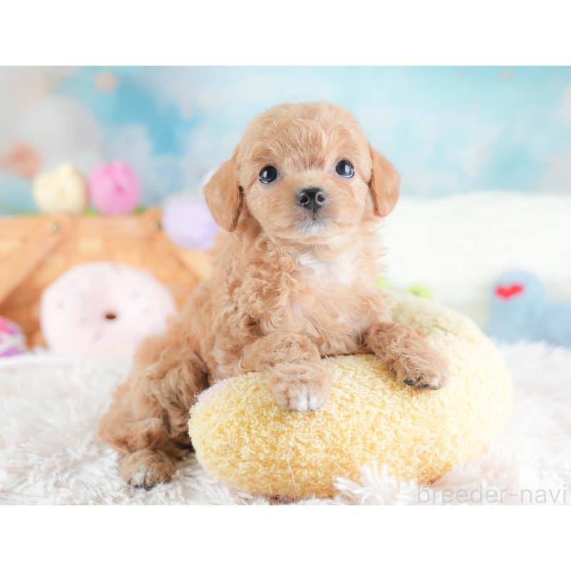 販売中の埼玉県のチワプー:チワワ×トイプードル-439110の7枚目