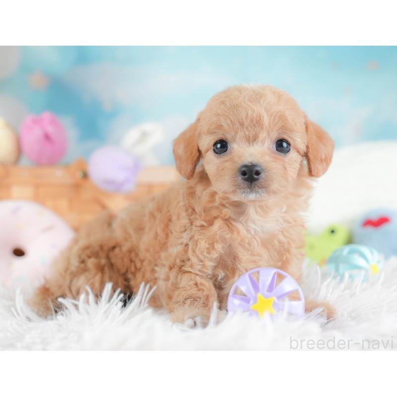 販売中の埼玉県のチワプー:チワワ×トイプードル-439110の5枚目