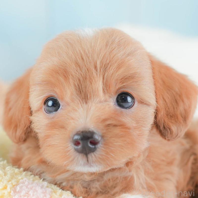 販売中の埼玉県のチワプー:チワワ×トイプードル-439308の1枚目