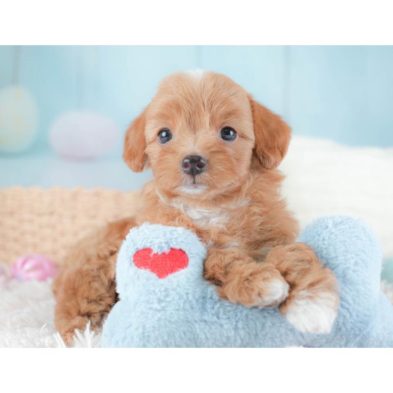 販売中の埼玉県のチワプー:チワワ×トイプードル-439308の11枚目