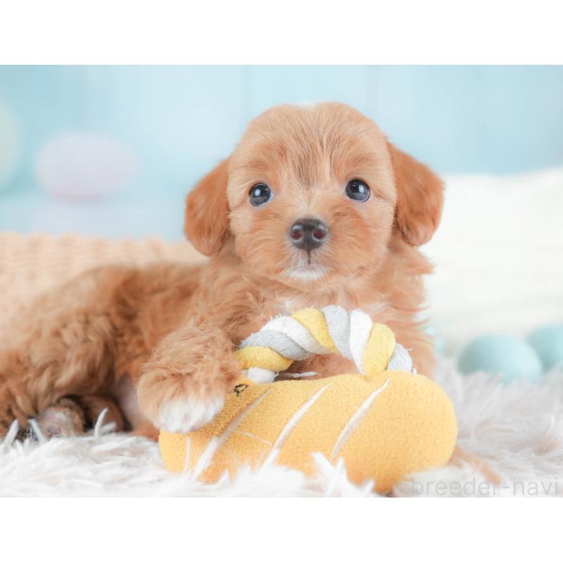 販売中の埼玉県のチワプー:チワワ×トイプードル-439308の10枚目